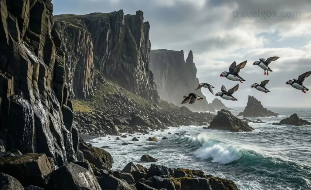 Westfjords cliffs with puffins in Iceland